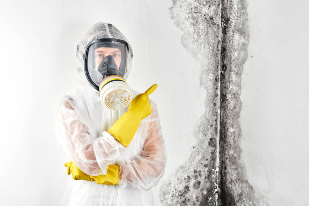 Best Residential Mold Inspection & Testing in USA